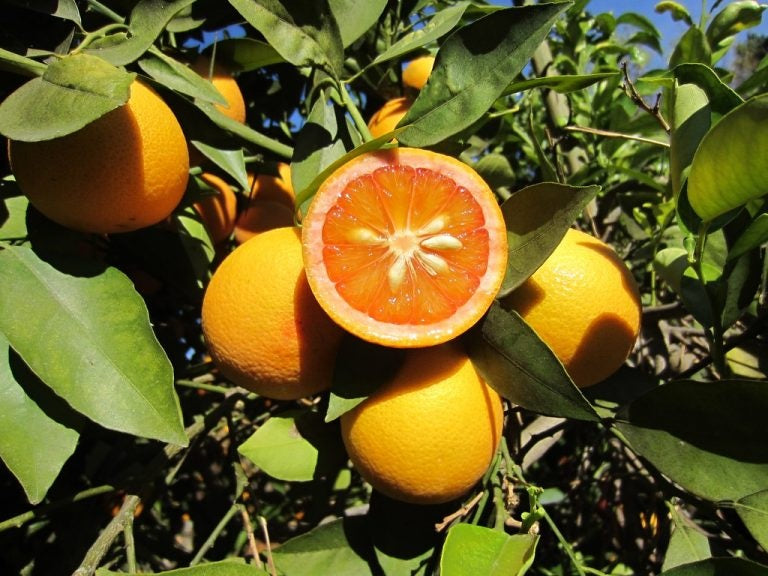 Acidless Sweet Orange Grafted Healthy Fruit Plant