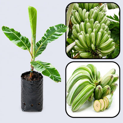 Ae Ae Banana (Variegated Banana) Healthy Sweet Tissue Cultured Fruit Plant