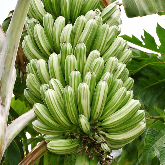 Ae Ae Banana (Variegated Banana) Healthy Sweet Tissue Cultured Fruit Plant