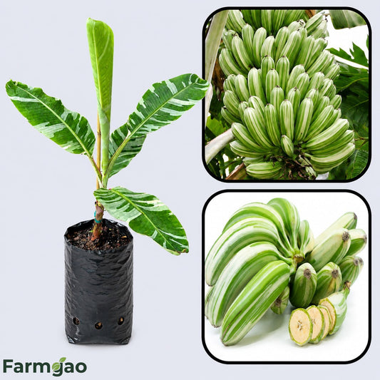 Ae Ae Banana (Variegated Banana) Healthy Sweet Tissue Cultured Fruit Plant