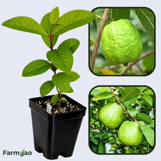 Agria Blanca Guava Air Layered Healthy Fruit Plant