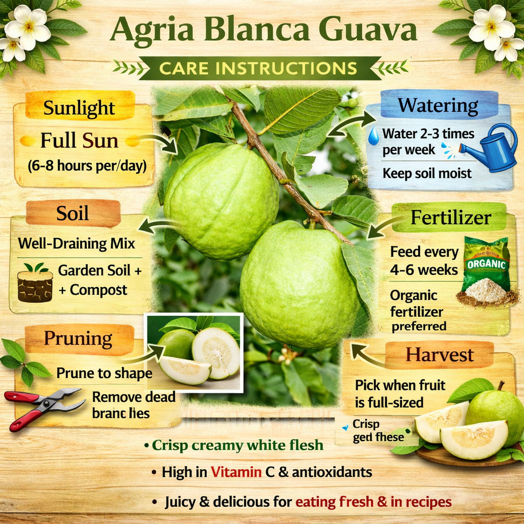Agria Blanca Guava Air Layered Healthy Fruit Plant
