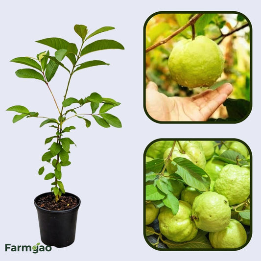 Agria  Guava  Air Layered Healthy Fruit Plant