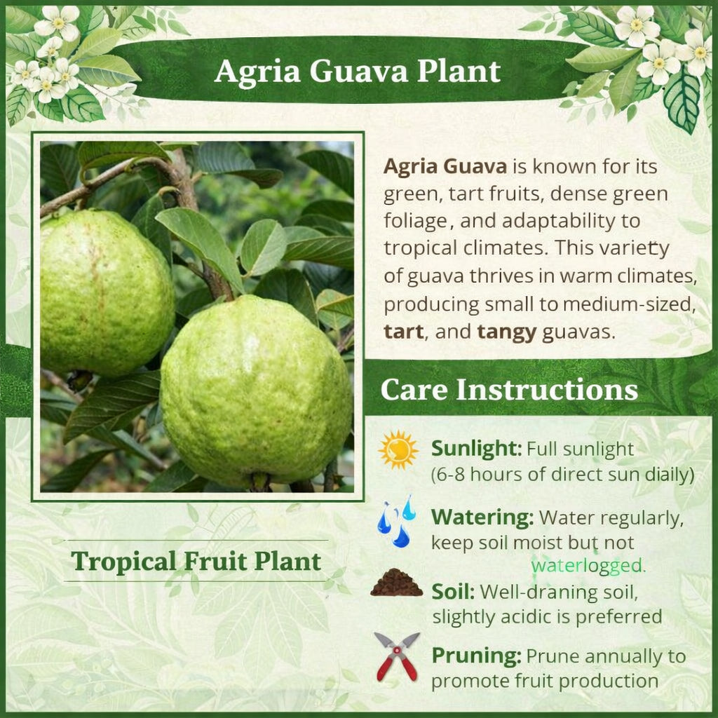 Agria  Guava  Air Layered Healthy Fruit Plant