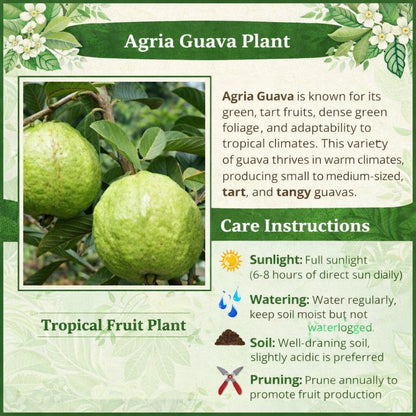Agria  Guava  Air Layered Healthy Fruit Plant