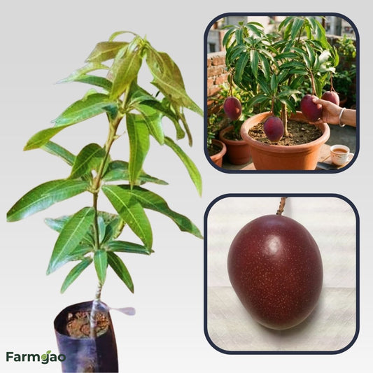 Ah Ping Mango Aam Grafted Healthy Fruit Plant
