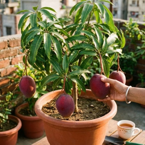 Ah Ping Mango Aam Grafted Healthy Fruit Plant
