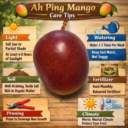 Ah Ping Mango Aam Grafted Healthy Fruit Plant
