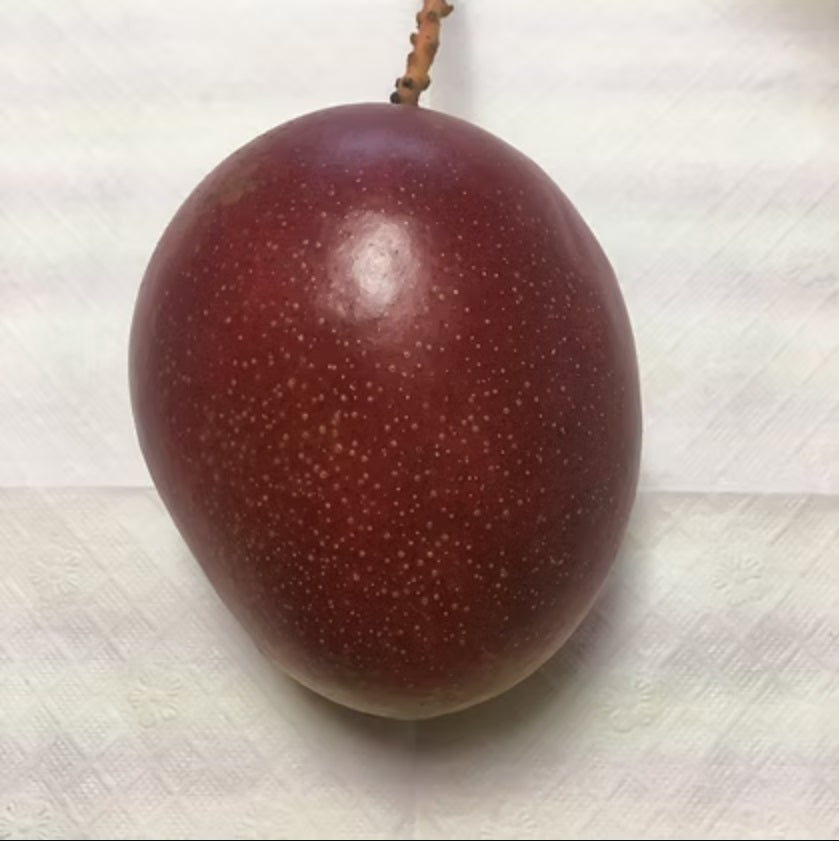 Ah Ping Mango Aam Grafted Healthy Fruit Plant