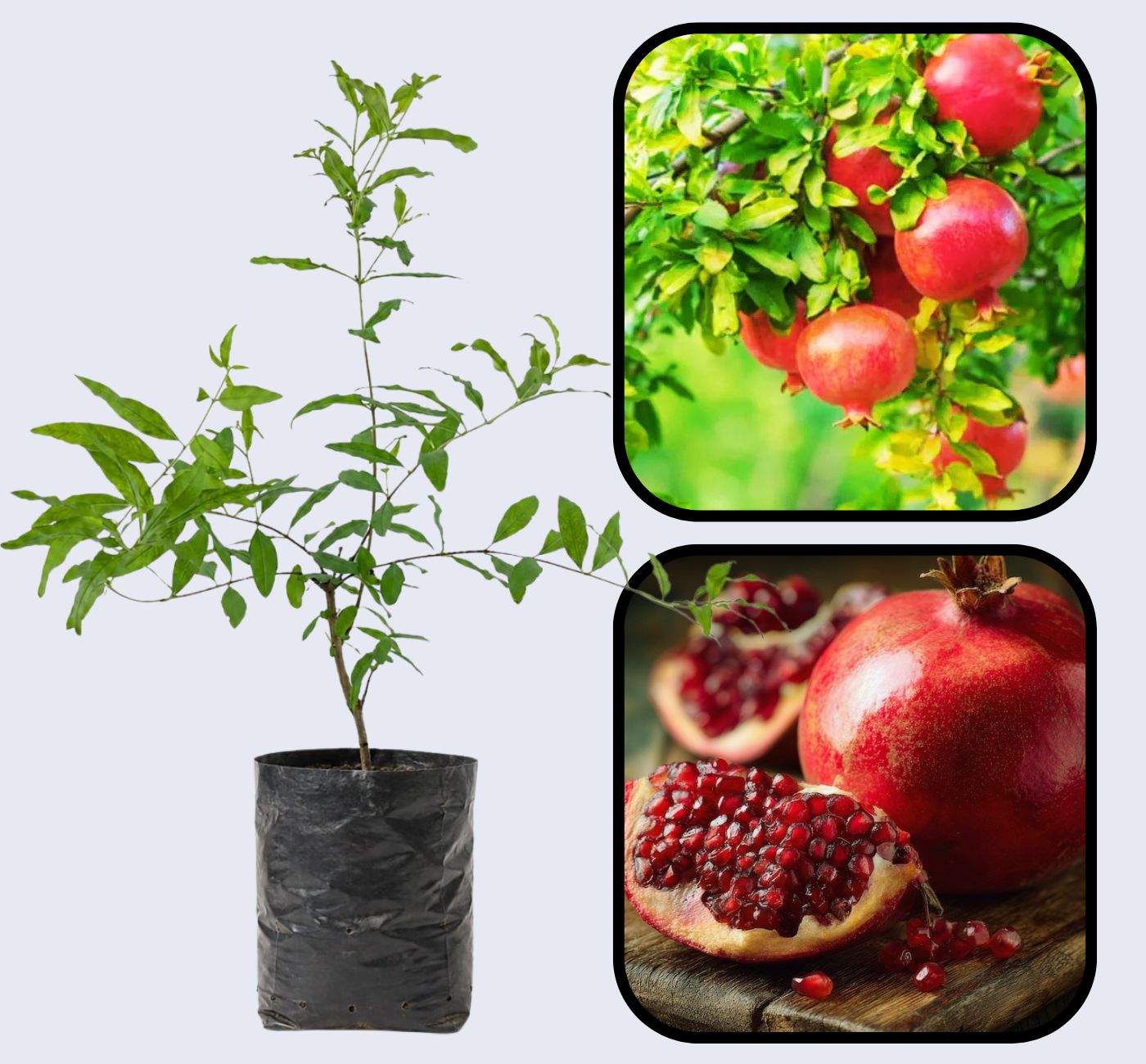 Akko Pomegranate Grafted Fruit Plant – High Yielding Sweet Juicy Anar Tree Variety