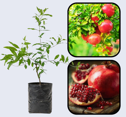 Akko Pomegranate Grafted Fruit Plant – High Yielding Sweet Juicy Anar Tree Variety