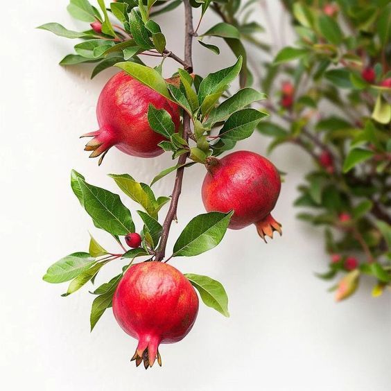 Akko Pomegranate Grafted Fruit Plant – High Yielding Sweet Juicy Anar Tree Variety