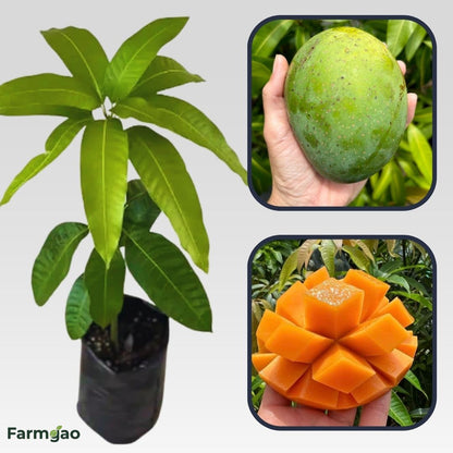 Alampur Baneshan Mango Aam Grafted Healthy Fruit Plant