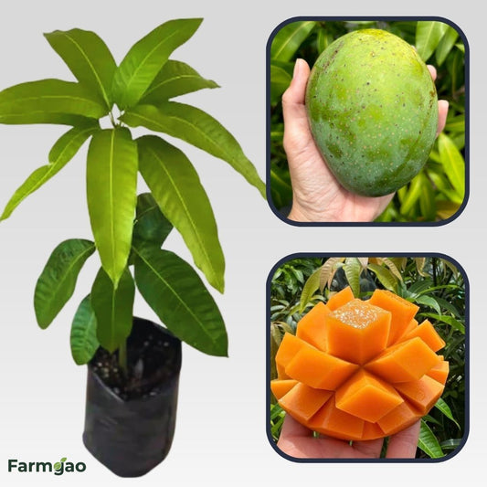 Alampur Baneshan Mango Aam Grafted Healthy Fruit Plant