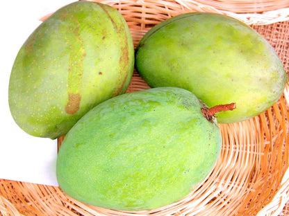 Alampur Baneshan Mango Aam Grafted Healthy Fruit Plant