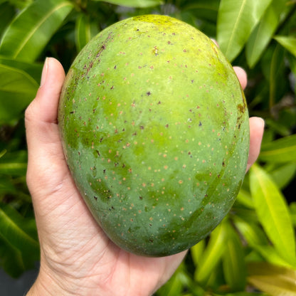 Alampur Baneshan Mango Aam Grafted Healthy Fruit Plant