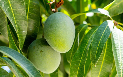 Alampur Baneshan Mango Aam Grafted Healthy Fruit Plant