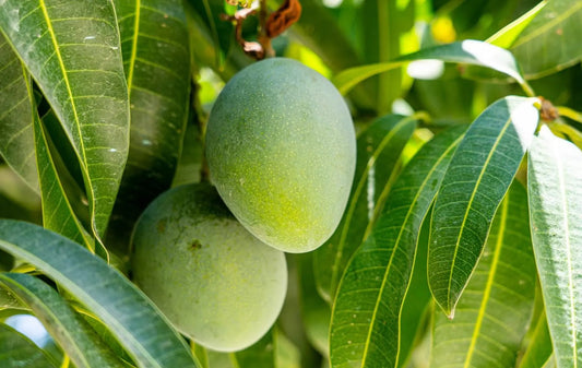 Alampur Baneshan Mango Aam Grafted Healthy Fruit Plant