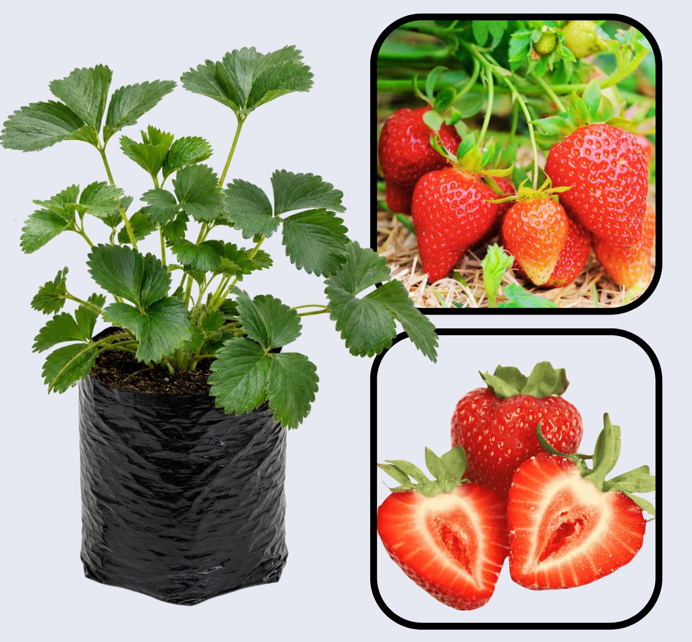 Albion Strawberry Healthy Sweet Home Garden Kitchen Garden Terrace Balcony Fruit Plant