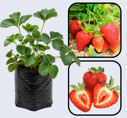 Albion Strawberry Healthy Sweet Home Garden Kitchen Garden Terrace Balcony Fruit Plant