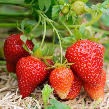 Albion Strawberry Healthy Sweet Home Garden Kitchen Garden Terrace Balcony Fruit Plant