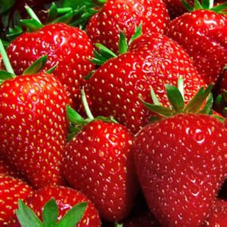 Albion Strawberry Healthy Sweet Home Garden Kitchen Garden Terrace Balcony Fruit Plant