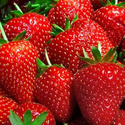 Albion Strawberry Healthy Sweet Home Garden Kitchen Garden Terrace Balcony Fruit Plant