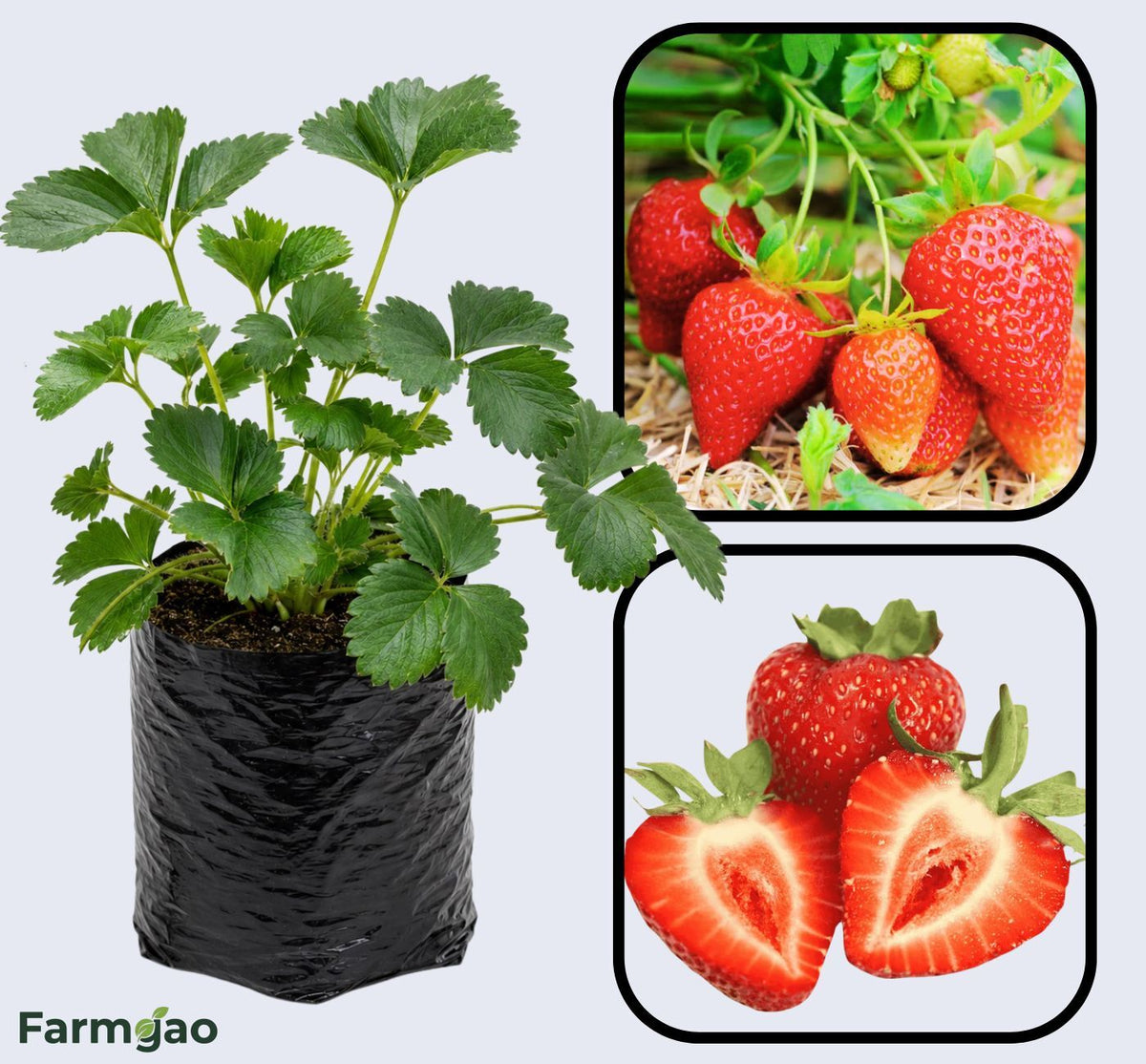 Albion Strawberry Healthy Sweet Home Garden Kitchen Garden Terrace Balcony Fruit Plant