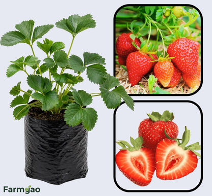 Albion Strawberry Healthy Sweet Home Garden Kitchen Garden Terrace Balcony Fruit Plant
