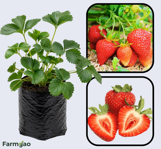 Albion Strawberry Healthy Sweet Home Garden Kitchen Garden Terrace Balcony Fruit Plant