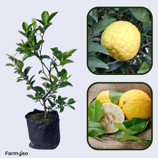 Alemow (Citrus macrophylla) Plant Live Nimbu Tree Kagzi Lemon Citrus Limon Fruit Plant