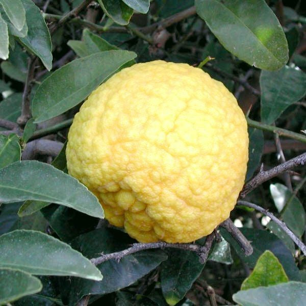 Alemow (Citrus macrophylla) Plant Live Nimbu Tree Kagzi Lemon Citrus Limon Fruit Plant