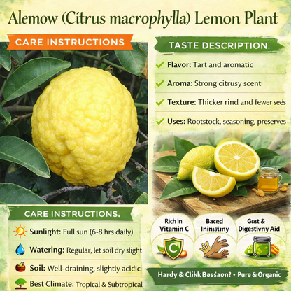 Alemow (Citrus macrophylla) Plant Live Nimbu Tree Kagzi Lemon Citrus Limon Fruit Plant