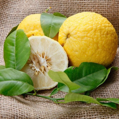 Alemow (Citrus macrophylla) Plant Live Nimbu Tree Kagzi Lemon Citrus Limon Fruit Plant