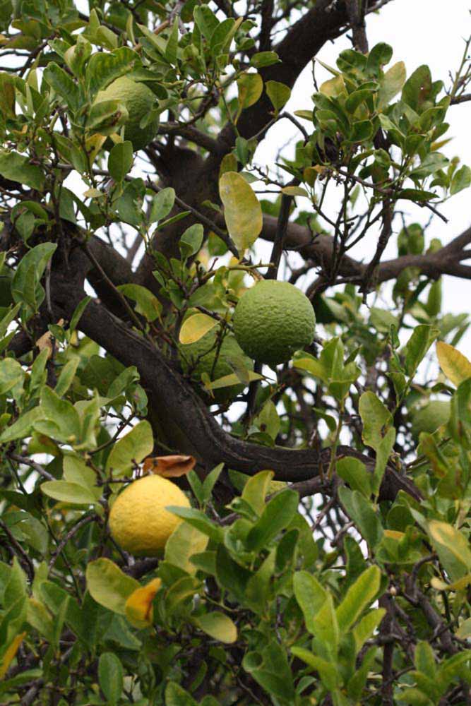 Alemow (Citrus macrophylla) Plant Live Nimbu Tree Kagzi Lemon Citrus Limon Fruit Plant