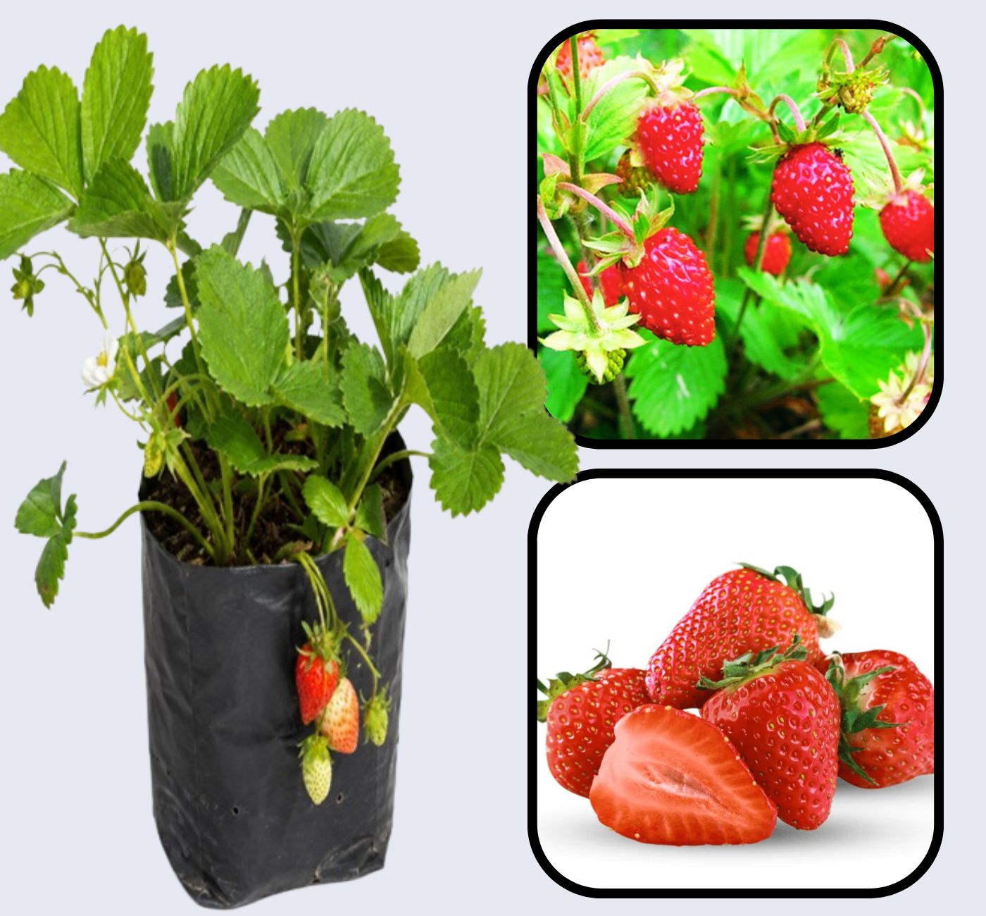 Alexandria Strawberry Healthy Sweet Home Garden Kitchen Garden Terrace Balcony Fruit Plant