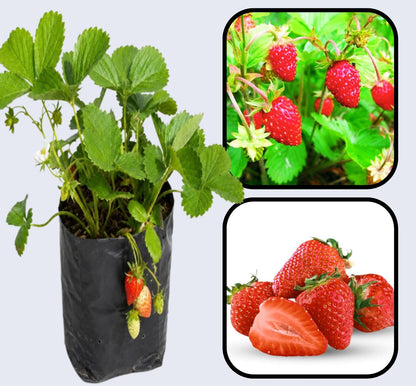 Alexandria Strawberry Healthy Sweet Home Garden Kitchen Garden Terrace Balcony Fruit Plant