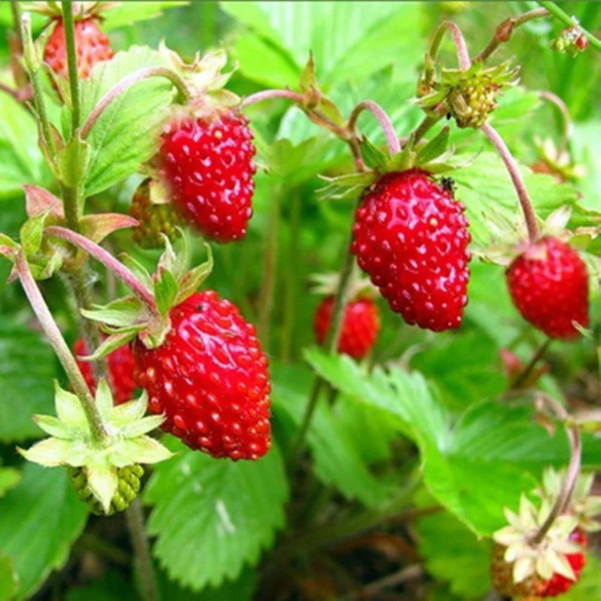 Alexandria Strawberry Healthy Sweet Home Garden Kitchen Garden Terrace Balcony Fruit Plant