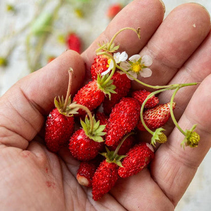 Alexandria Strawberry Healthy Sweet Home Garden Kitchen Garden Terrace Balcony Fruit Plant
