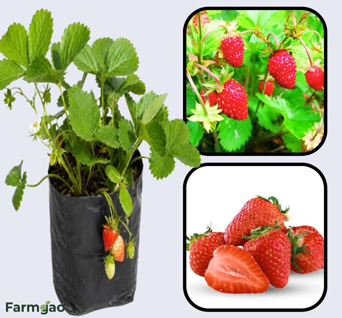 Alexandria Strawberry Healthy Sweet Home Garden Kitchen Garden Terrace Balcony Fruit Plant