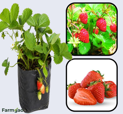 Alexandria Strawberry Healthy Sweet Home Garden Kitchen Garden Terrace Balcony Fruit Plant