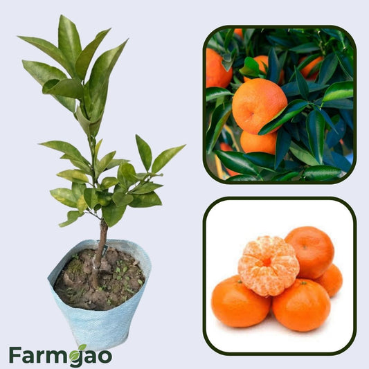 Algerian Clementine Orange Grafted Healthy Fruit Plant