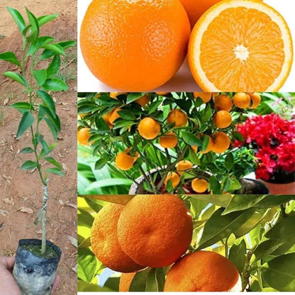 Algerian Clementine Orange Grafted Healthy Fruit Plant