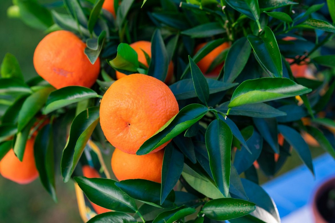 Algerian Clementine Orange Grafted Healthy Fruit Plant