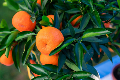Algerian Clementine Orange Grafted Healthy Fruit Plant