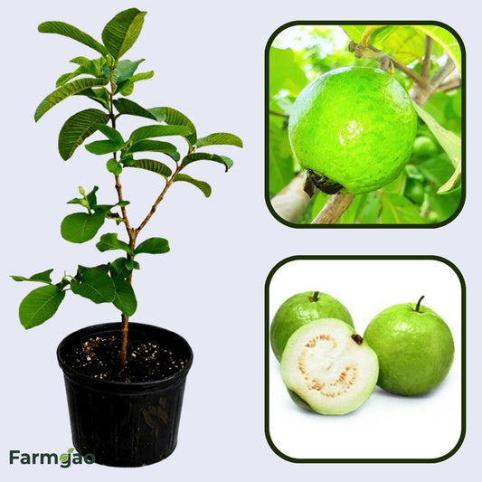 Algerian White Guava Air Layered Healthy Fruit Plant