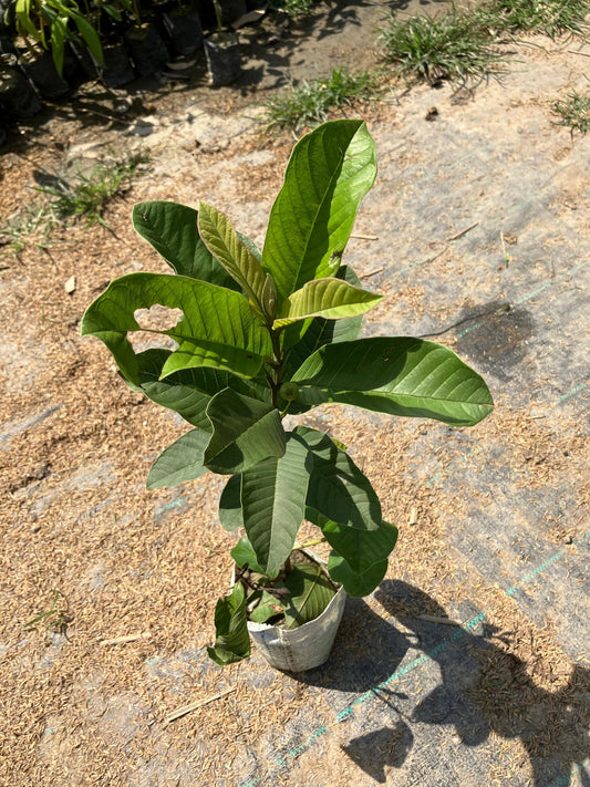 Algerian White Guava Air Layered Healthy Fruit Plant