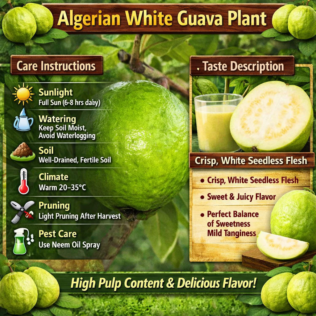 Algerian White Guava Air Layered Healthy Fruit Plant