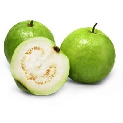 Algerian White Guava Air Layered Healthy Fruit Plant