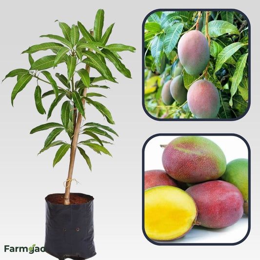 Alice Mango Aam Grafted Healthy Fruit Plant